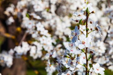 Flowering tree branch in spring.