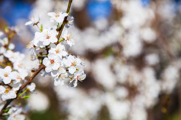 Flowering tree branch in spring.