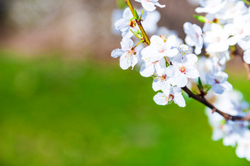 Flowering tree branch in spring.