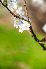Flowering tree branch in spring.