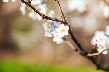 Flowering tree branch in spring.