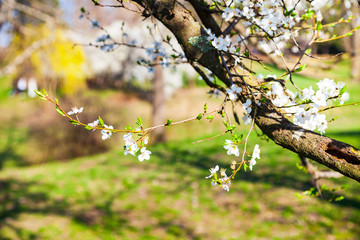 Flowering tree branch in spring.