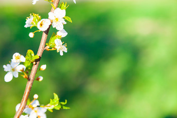Flowering tree branch in spring.