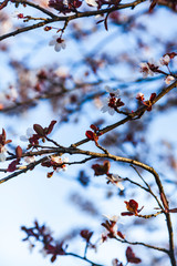 Flowering tree branch in spring.