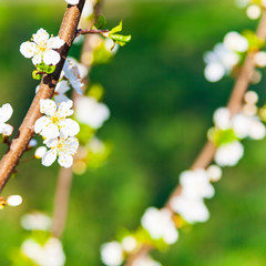 Flowering tree branch in spring.