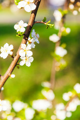 Flowering tree branch in spring.