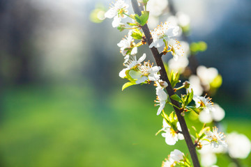 Flowering tree branch in spring.
