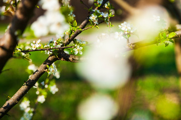 Flowering tree branch in spring.