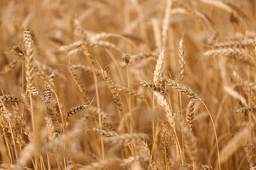 backdrop of ripening ears of yellow wheat field on the sunset cloudy orange sky background. Close up nature photo. 