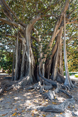 Ficus Macrophilla tree located in Palermo, Sicily