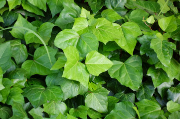新鮮で青々とした緑色のツルの葉っぱ模様