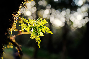 yellow flowers on tree
