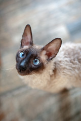 Funny curly cat with blue eyes