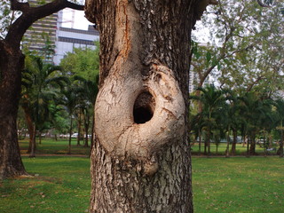 close up. the hole on the tree hollow natural