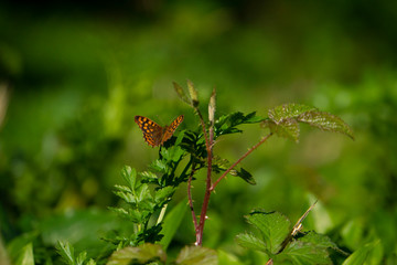 Mariposa 