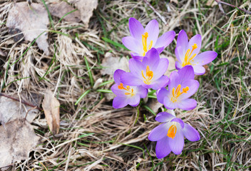 crocuses blooming in early spring 3