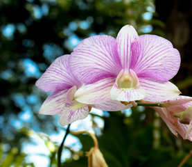 orchid in the garden