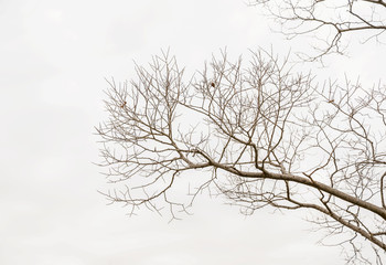 Fototapeta na wymiar Twigs on a white background