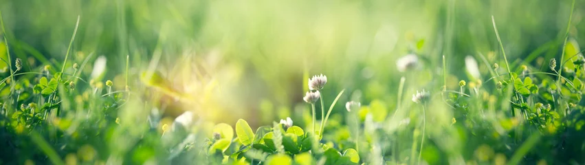 Papier Peint photo Herbe Trèfle en fleurs dans le pré, herbe de printemps et fleur de trèfle éclairée par la lumière du soleil au printemps