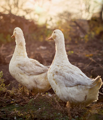 Domestic ducks on the farm.