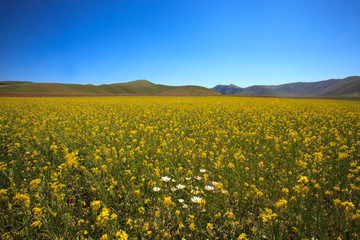 Fototapeta premium Norcia (PG), Italy - May 25, 2015: The famous spring flowering in the fields around Castelluccio di Norcia, Highland of Castelluccio di Norcia, Norcia, Umbria, Italy, Europe