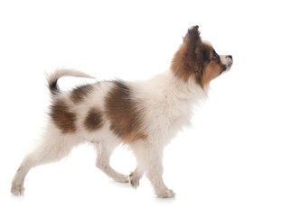 Obraz premium papillon dog in studio