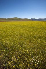 Norcia (PG), Italy - May 25, 2015: The famous spring flowering in the fields around Castelluccio di Norcia, Highland of Castelluccio di Norcia, Norcia, Umbria, Italy, Europe