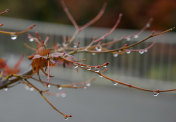 Water drops maple