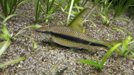 seamese algae eater in aquarium