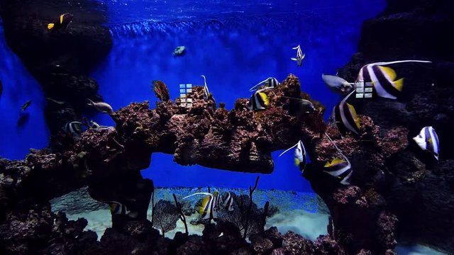 zanclus cornutus floating among the reefs in a large aquarium