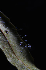 Close up image of growing mold spores or fungus spores on a dried leaf on black background.