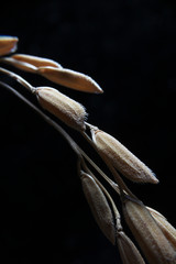 Macro image of paddy rice on black background.Ears of paddy jasmine rice from Thailand.
