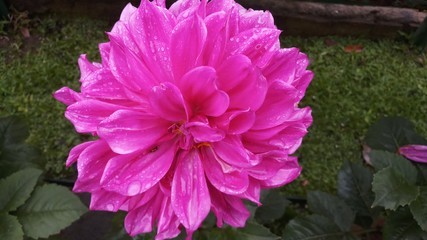 pink color dahlia flower