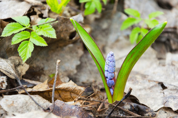 snowdrops on the lawn sprouting among the leaves in early spring 4