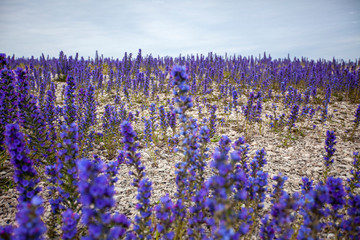 Naklejka premium Summer flowers