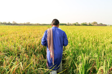 Naklejka na ściany i meble a farmer is examining green and growing rice fields 