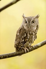 Eastern screech owl standing on a tree branch under the sunlight with a blurry background