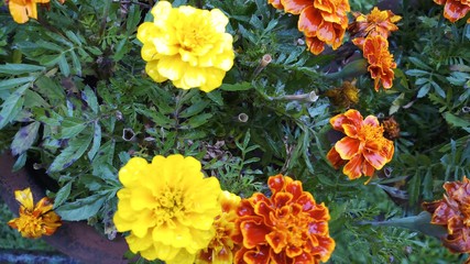 flowers in the garden
