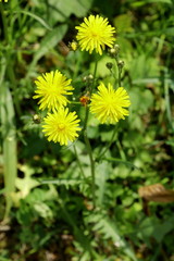 Wiesen- Pippau, Crepis biennis