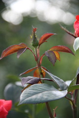 Red and yellow morning leaves