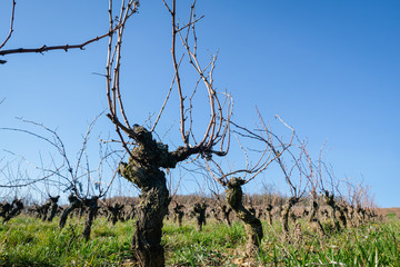 Ceps de vignes