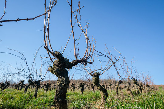 Ceps de vignes