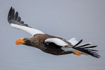 Steller's sea eagle flying over ice floe