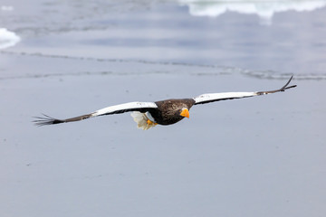 Steller's sea eagle flying over ice floe