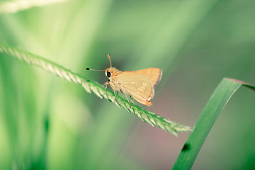 edge Grass-skipper also known as Anisynta sphenosema.