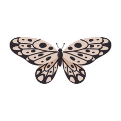 Butterfly vector icon.Cartoon vector icon isolated on white background butterfly .