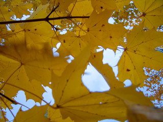 autumn leaves close up