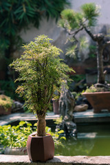 Unique and simple Chinese Bonsai