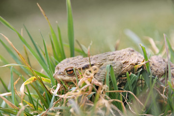 Naklejka premium A skinny frog after winter hibernation, is crossing the field trying to reach the wetland over the street