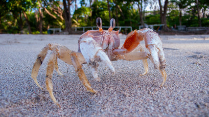 Ghost crab on the beach
